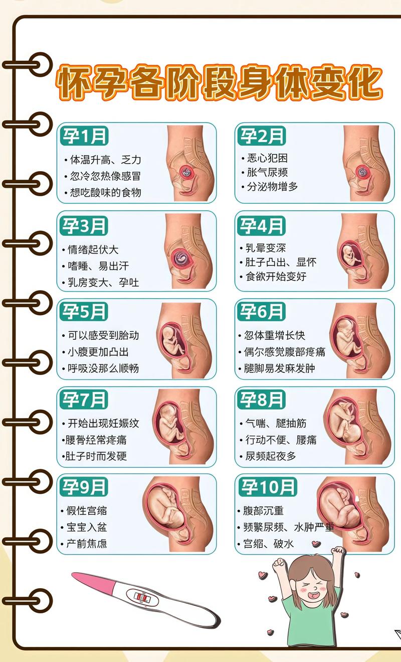揭秘供卵代孕妈妈怀孕小腹分两节，孕期变化的奥秘延安代生机构: